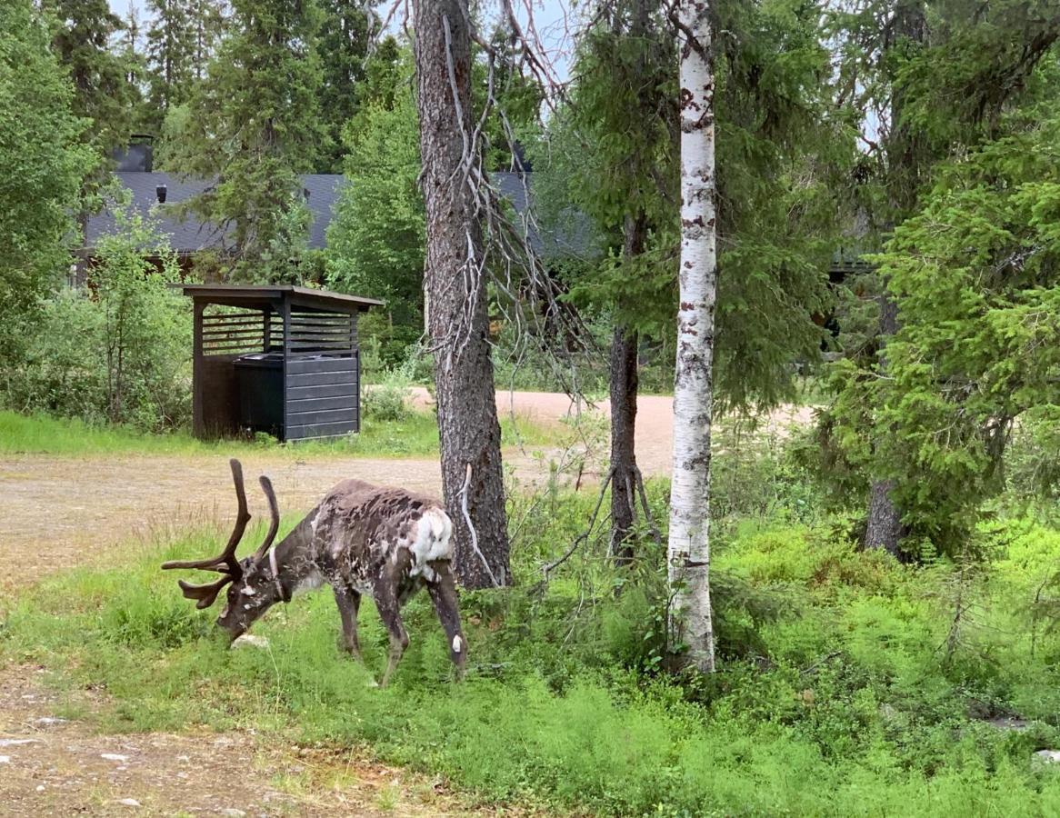 Logwood Chalet Луосто Экстерьер фото